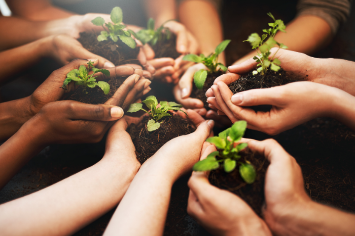 Hands holding sprouts and dirt