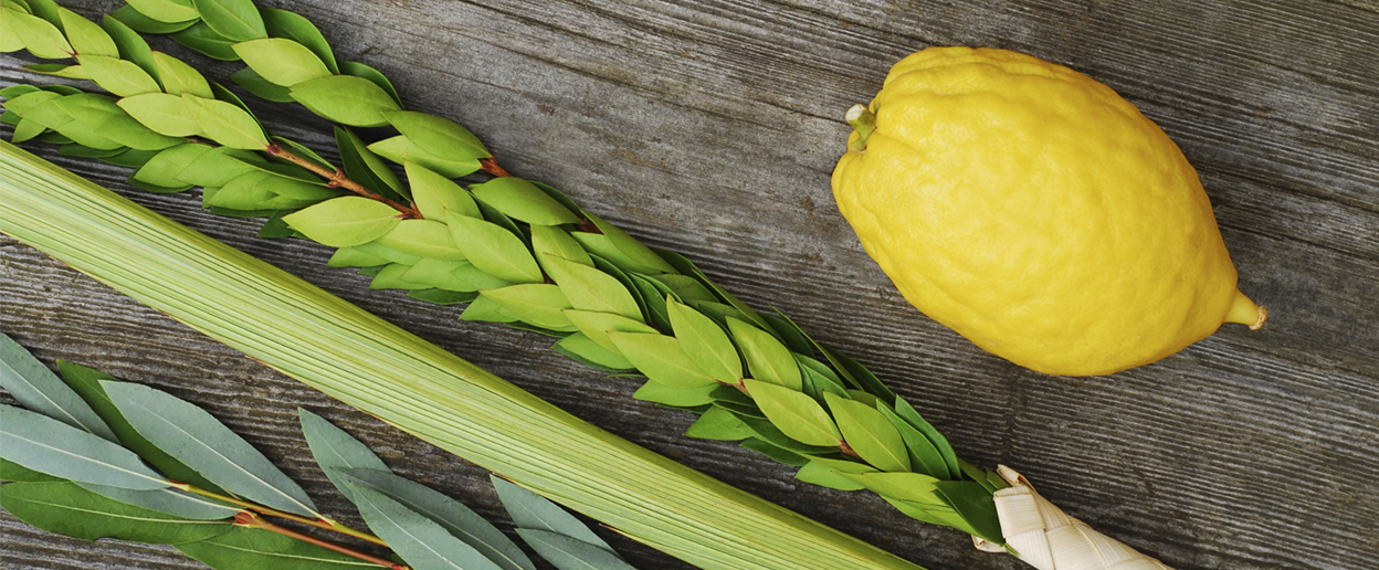 Lulav and Etrog for celebrating Sukkot