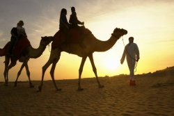 Two camels with riders being led in the desert at sunset