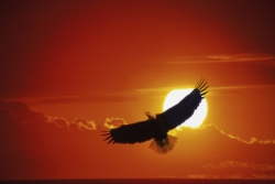 Eagle soaring with sunset behind